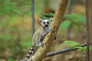 Ring Tailed Prints: Ring-tailed Lemur - Young 3MP106