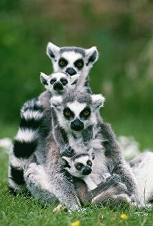 RING-TAILED LEMUR - With young