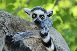Ring Tailed Prints: Ring-tailed Lemur - young - Berenty Private Reserve - Southern Madagascar