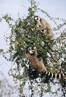 Ring-Tailed Lemurs - in Tree
