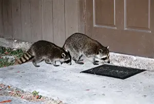 Raccoons Prints: Ring-tailed Racoon JD 13818 USA Procyon lotor © John Daniels / ARDEA LONDON