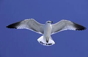 Ringbilled gull - in flight against wind