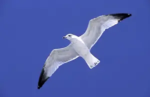 Ringbilled Gull in flight against wind, South Carolina coast, USA