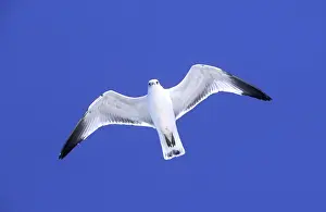 Ringbilled gull in flight against wind, South Carolina coast, USA