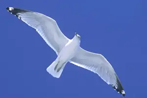 Gulls Prints: Ringed-Billed Gull - In flight, soaring on wind South Carolina Coast, USA