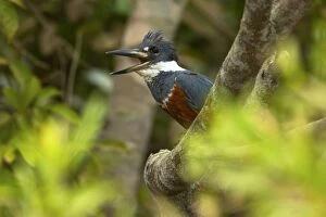 Images Dated 13th July 2010: Ringed Kingfisher / Ceryle torquata - female adult