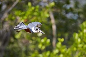 Images Dated 16th October 2014: Ringed Kingfisher in flight Pantanal area Mato Grosso