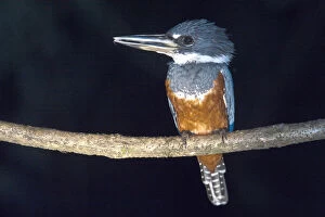 Kingfisher Gallery: Ringed Kingfisher (Megaceryle torquata)