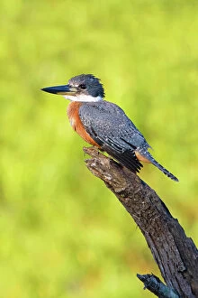 Larry Gallery: Ringed Kingfisher (Megaceryle torquata) perched