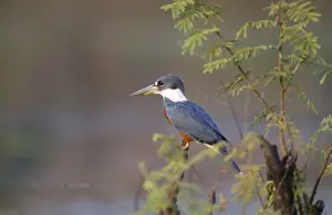Ringed Kingfisher Tropical America