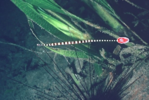 Images Dated 19th July 2005: Ringed Pipe fish - hiding in spines of toxic Diadema sea urchin Milne Bay, Papua New Guinea PIP-001
