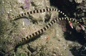 Images Dated 8th December 2006: Ringed Pipefish - with eggs Indonesia