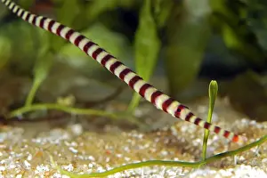 Pipefish Prints: Ringed Pipefish - Indo-Pacific from East Africa to Samoa and Australia