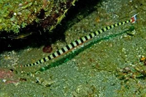 Behavour Gallery: Ringed Pipefish - male with eggs