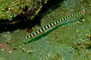 Pipefish Prints: Ringed Pipefish - male with eggs - unique to this family is that the male takes care of the eggs and young - Indonesia