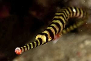 Images Dated 18th December 2008: Ringed Pipefish snout