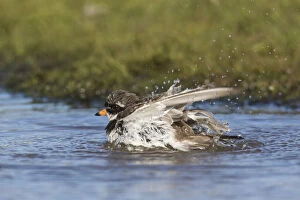 Ringed Plover - adult bird bathing - Norway