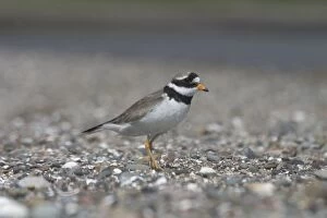 Images Dated 22nd June 2005: Ringed Plover -At Corsethorn Beach, Dumfries and Galloway, South-west Scotland