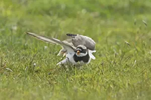 Feigning Prints: Ringed Plover - Broken Wing Display Charadrius hiaticula Yell, Shetland, UK BI011343