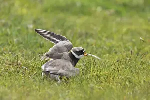 Ringed Plover - Broken Wing Display Charadrius hiaticula Yell, Shetland, UK BI011345