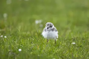 Vunerable Prints: Ringed Plover - Chick Charadrius hiaticula Unst, Shetland, UK BI011388