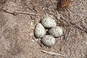 Images Dated 23rd May 2008: Ringed Plover Eggs