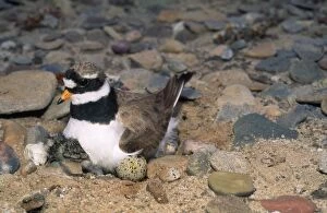 Images Dated 15th September 2009: Ringed Plover - on eggs & chicks