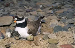 Ringed Plover - on eggs & chicks