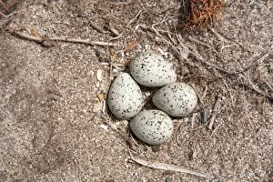 Plovers Prints: Ringed Plover Eggs - UK