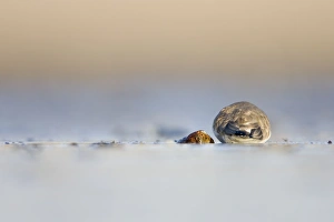 Images Dated 12th December 2007: Ringed Plover Ground-level perspective of bird lying low and motionless while a hawk passes over