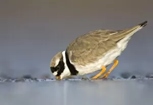 Images Dated 12th January 2008: Ringed Plover - Ground level view of adult bird feeding