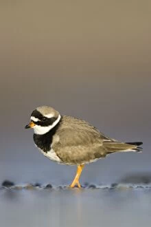 Ringed Plover - Ground level view of adult bird in winter on sandy beach