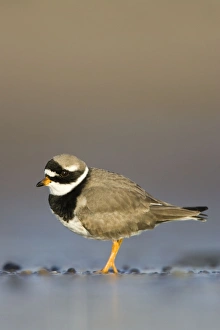 Images Dated 12th December 2007: Ringed Plover Ground level view of adult bird in winter on sandy beach. Cleveland, UK