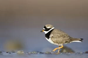 Images Dated 12th December 2007: Ringed Plover Ground level view of adult bird in winter on sandy beach. Cleveland, UK