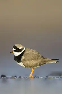 Ringed Plover Ground level view of adult bird in winter on sandy beach. Cleveland, UK