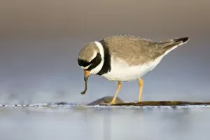 Images Dated 11th December 2007: Ringed Plover - Ground level view of adult feeding on a worm