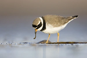 Images Dated 11th December 2007: Ringed Plover Ground level view of adult feeding on a worm. Cleveland, UK