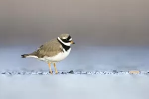 Images Dated 11th December 2007: Ringed Plover - Ground level view of adult in winter on sandy beach