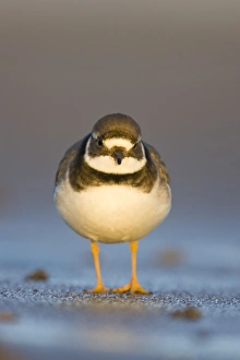 Images Dated 12th December 2007: Ringed Plover Ground level view of immature bird in winter on sandy beach. Cleveland, UK