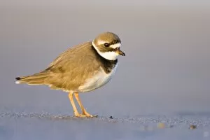 Images Dated 12th December 2007: Ringed Plover Ground level view of immature bird in winter on sandy beach. Cleveland, UK