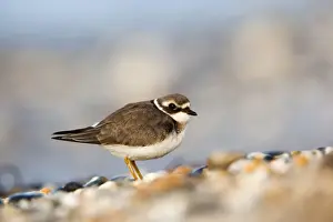 Plovers Prints: Ringed Plover - juvenile bird - UK