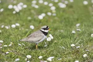 Hebrides Prints: Ringed Plover - On machair Charadrius hiaticula South Uist