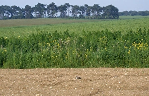 Images Dated 1st October 2007: Ringed Plover - on nest