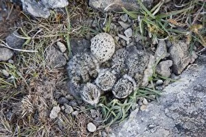 Images Dated 20th June 2012: Ringed Plover - nest with 3 newly hatched chicks and one egg