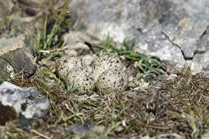 Images Dated 20th June 2012: Ringed Plover - nest with four eggs