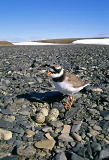 Plovers Prints: Ringed Plover - next to nest in pebble beach - Taimyr - Russian Arctic
