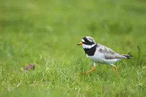 Ringed Plover - Running Charadrius hiaticula Unst, Shetland, UK BI011370