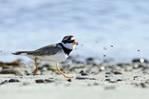 Images Dated 28th June 2006: Ringed Plover - Running along shore