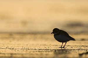 Images Dated 12th December 2007: Ringed Plover Silhouette of bird in winter on sandy beach. Cleveland, UK