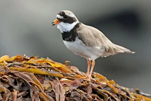 Images Dated 14th May 2009: Ringed Plover - Single adult calling from seaweed covered rock